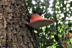 fistulina hepatica (1) (1200 x 800).jpg_product_product